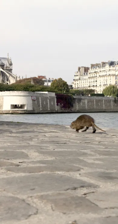 Carousel Slide Image of Paris, Stadt der Tiere 