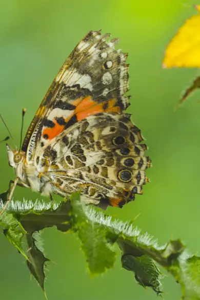 Carousel Slide Image of Wunderwesen Schmetterling
