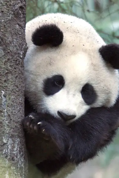 Carousel Slide Image of Pandas hautnah!