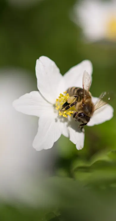 Carousel Slide Image of Ziemlich wilde Bienen