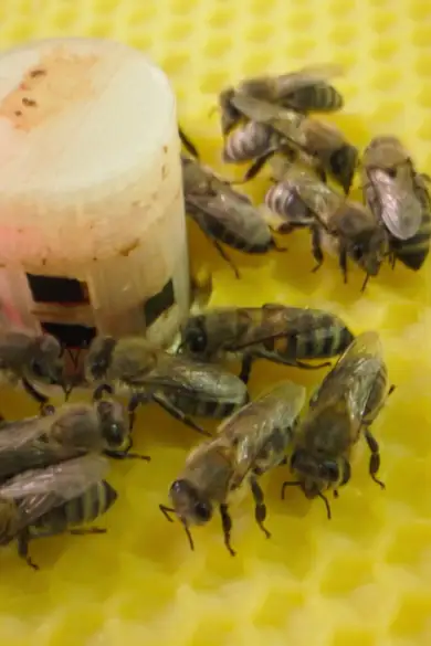 Carousel Slide Image of Retten Roboter die Bienen?