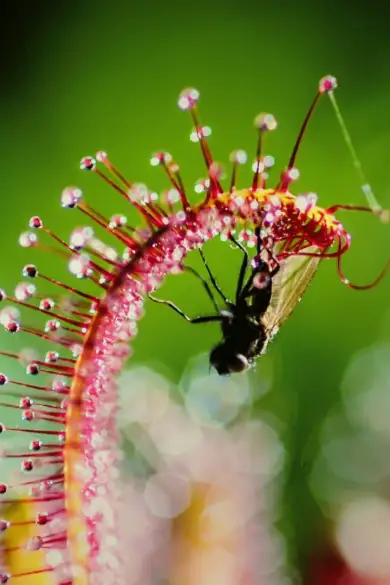 Carousel Slide Image of Wie trickst die Natur?