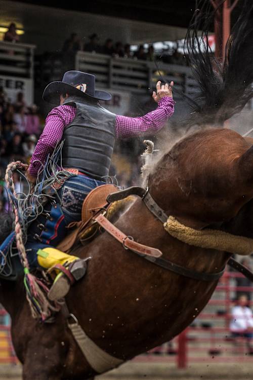 Saddle bronc rider