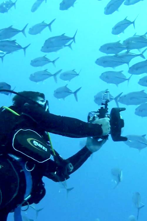 Encounter at Ribbon Reef