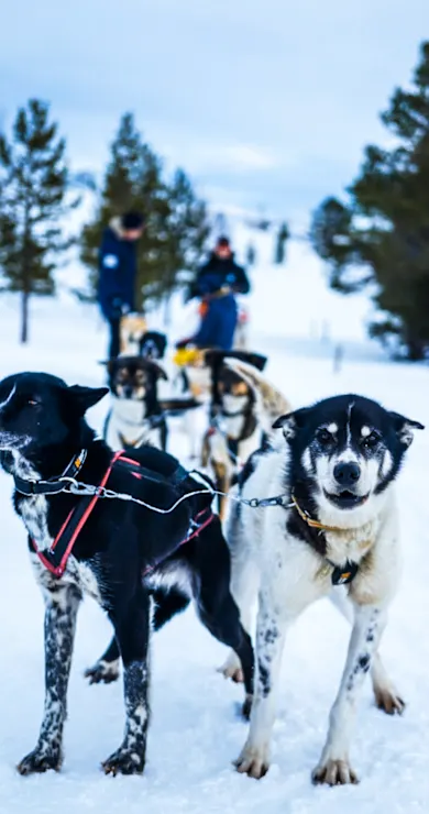 Carousel Slide Image of Limit/less